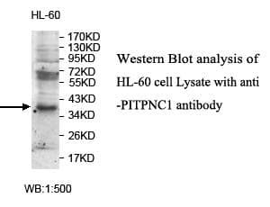 Polyclonal Rabbit anti-Human PITPNC1 Antibody (aa12-258, IHC, WB)
