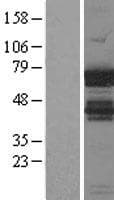 Human CRD-BP / ZBP1 / IGF2BP1 Protein (Over-Expression Lysate Myc-DDK (Flag))
