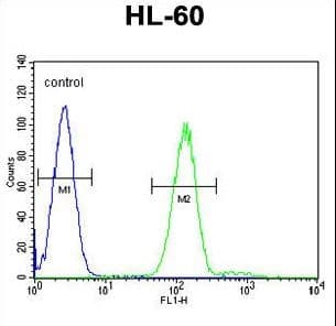 Polyclonal Rabbit anti-Human MPO / Myeloperoxidase Antibody (aa60-89, WB)