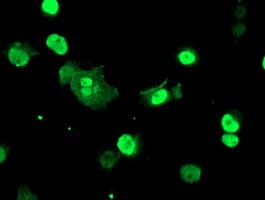 TAL1 Antibody (clone OTI6H6, Carrier-free)