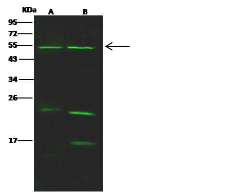 Polyclonal Rabbit anti-Human CDCA1 / NUF2 Antibody (Preservative Free, WB)