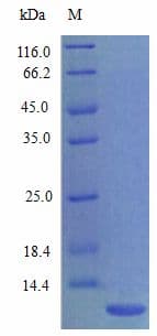 Rat CXCL1 / GRO Alpha Protein (Recombinant)
