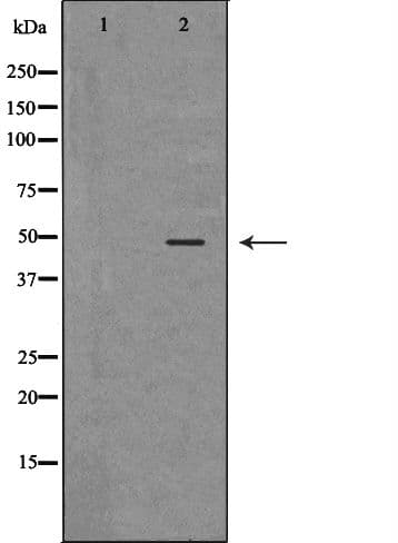 Polyclonal Rabbit anti-Human CASP9 / Caspase 9 Antibody (IF, WB)