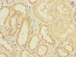 EIF4E2 / IF4e Antibody