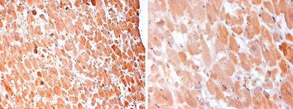 GHRH Antibody