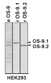 OS9 Antibody (Internal, DY650)