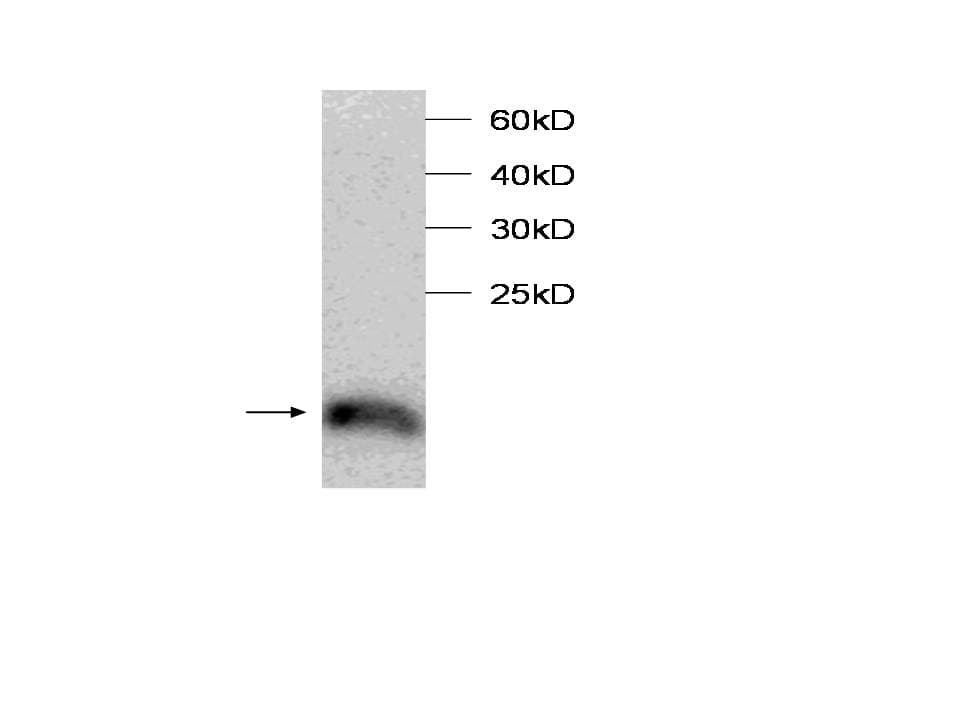 TCEB2 / Elongin B Antibody