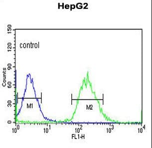 Polyclonal Rabbit anti-Human YME1L1 Antibody (aa191-219, IHC, WB)