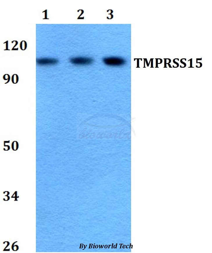 TMPRSS15 / Enterokinase Antibody