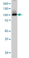 PDE2A Antibody (clone 4F4)