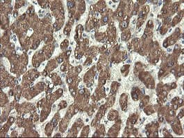 PROSC Antibody (clone OTI3A6, Carrier-free)