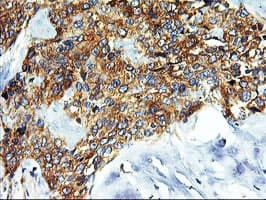 SNX8 Antibody (clone OTI3C4)