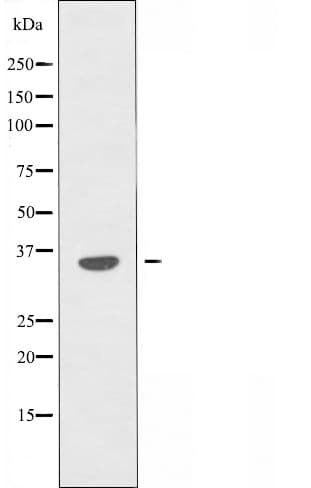OR5K1 Antibody