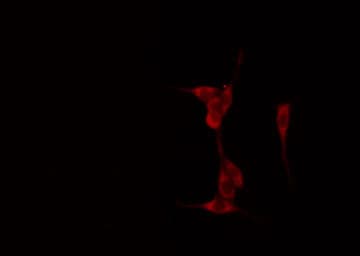 PRKAG1 / AMPK Gamma 1 Antibody