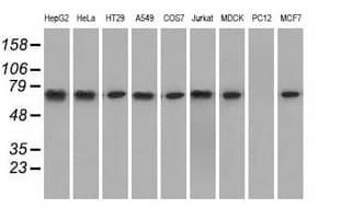 Heat Shock Protein 70 / HSPA1A Antibody (clone OTI3C6)