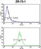 ATP5C1 Antibody (aa40-67)