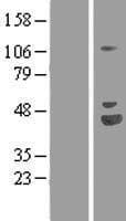 MAGED1 / NRAGE Protein (Over-Expression Lysate Myc-DDK (Flag))