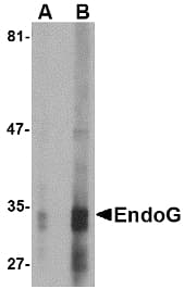 Endonuclease G / ENDOG Antibody (clone 7G1C10)
