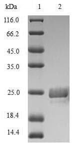 Delta-theraphotoxin-Hm1a (Heteroscodra maculata) Protein (Recombinant 10His-SUMO, N-terminus + Myc, C-terminus)
