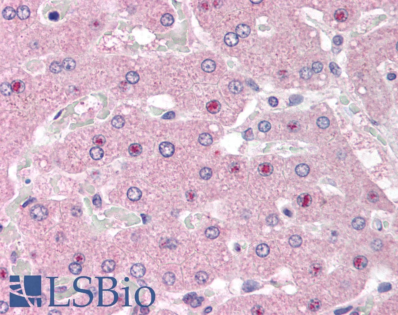 IHC-plus™ NOS1AP / CAPON Antibody (aa2-14)