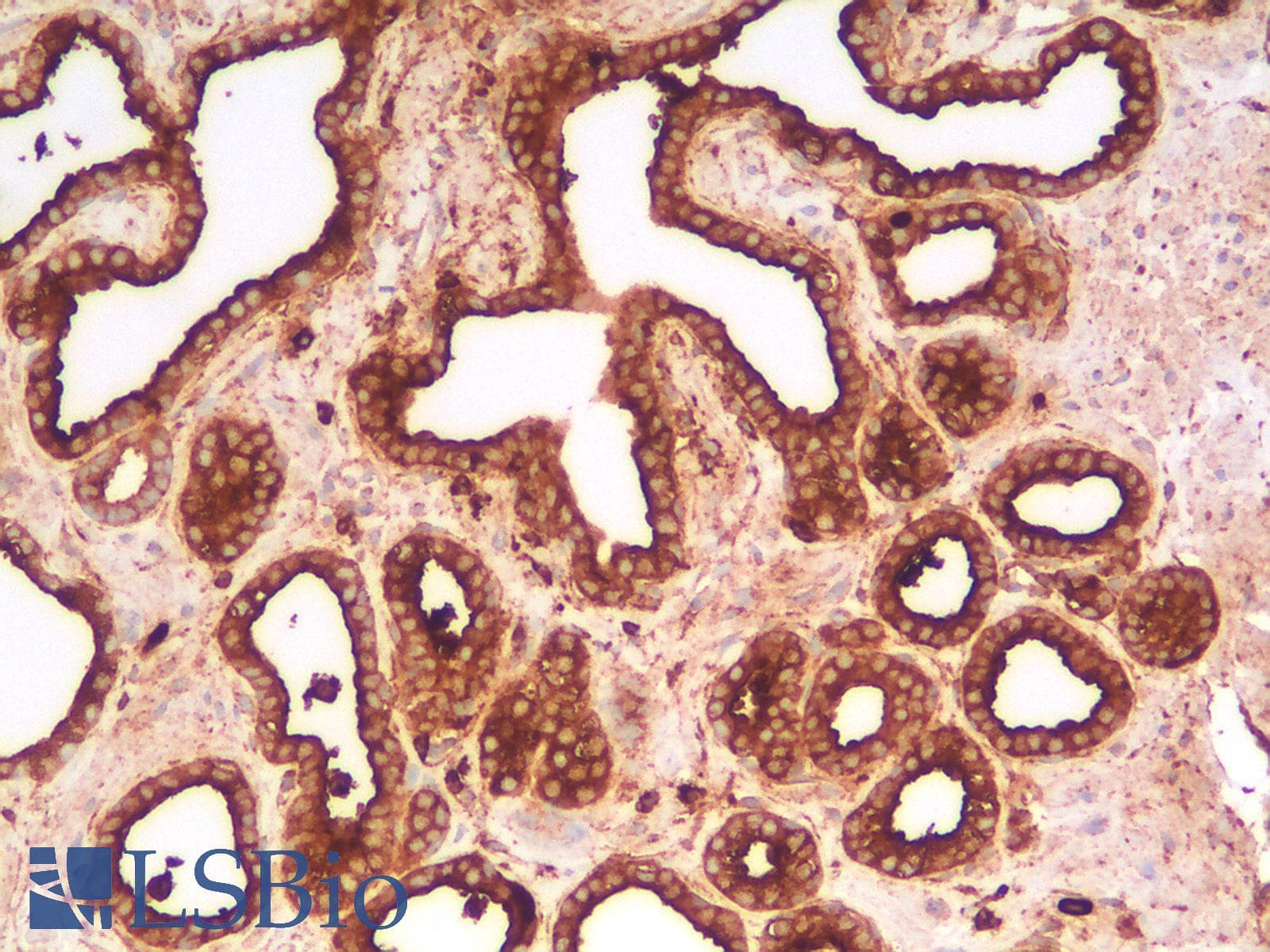 PathPlus™ CD63 Antibody (clone LAMP3/2990R)