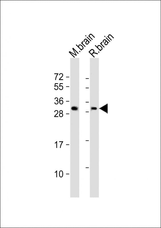 PPP1R1B / DARPP-32 Antibody (aa19-50)