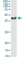SGTA / SGT Antibody (clone 2E11)