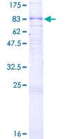 Human ADGRG1 / GPR56 Protein (Recombinant GST)