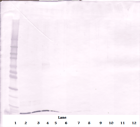 SDF1 / CXCL12 Antibody