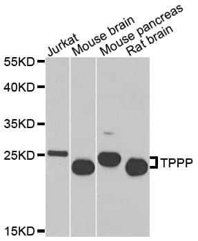 TPPP Antibody