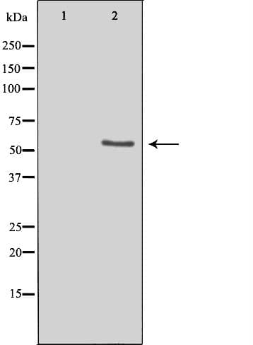 LIPI Antibody