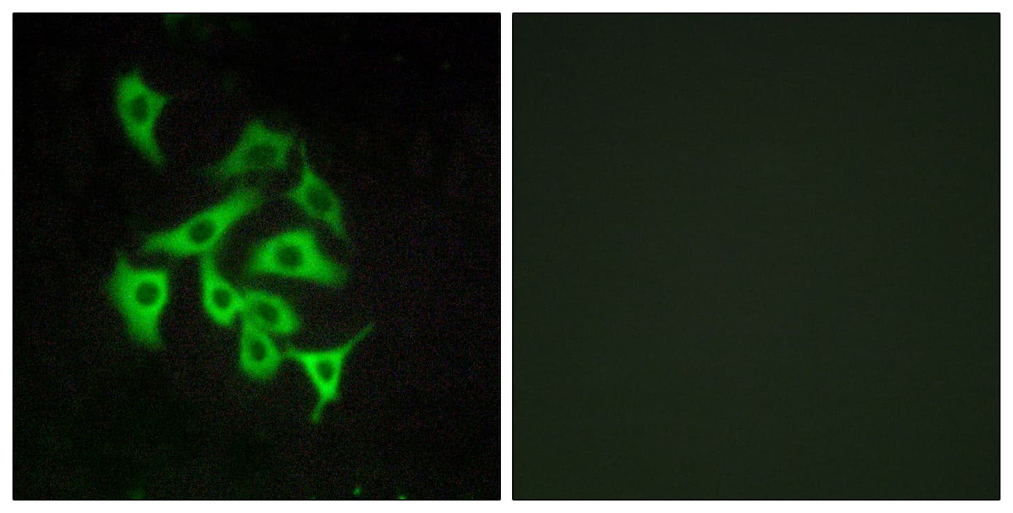 Polyclonal Rabbit anti-Human RXFP4 / GPR100 Antibody (aa321-370, IF, WB)