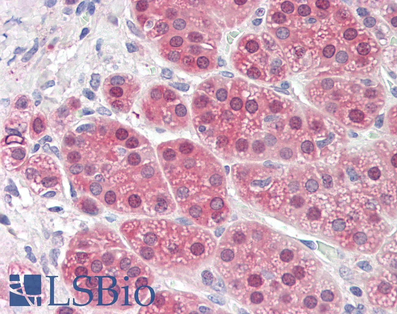 IHC-plus™ MS / MTR Antibody (aa1252-1265)