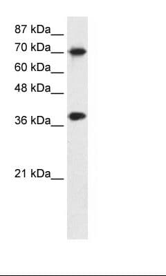 TCEA1 / TFIIS Antibody (aa71-120)