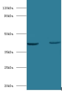 OLA1 Antibody