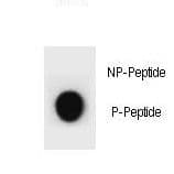 CCNB2 / Cyclin B2 Antibody (phospho-Ser392)
