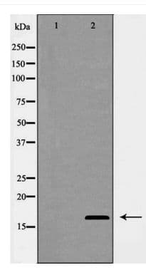 COXIV / COX4 Antibody