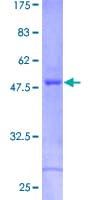 Human CRYBA2 Protein (Recombinant GST)