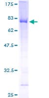 Human ZWILCH Protein (Recombinant GST)