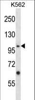 EPHA4 / EPH Receptor A4 Antibody (aa464-492)