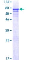Human CRLF3 Protein (Recombinant GST)