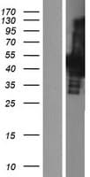 CBX6 Protein (Over-Expression Lysate Myc-DDK (Flag))
