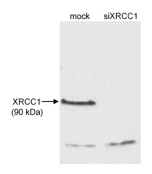 XRCC1 Antibody (aa600-C-term)