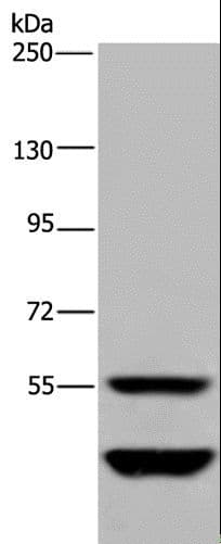 MTF2 / PCL2 Antibody