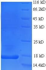 Rabbit IL17A Protein (Recombinant His)