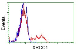 XRCC1 Antibody (clone OTI2D8)