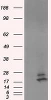 NME4 Antibody (clone OTI3B7)