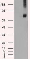 KIND2 / FERMT2 Antibody (clone 25A4, Carrier-free)