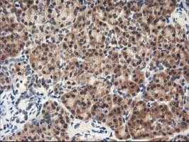 NAPE-PLD Antibody (clone OTI5F7)