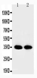 APEX1 / APE1 Antibody (aa177-191)
